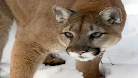 Apple releases OS X Mountain Lion