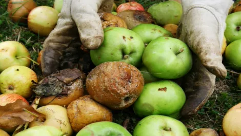 Plummeting shares = rotten Apples