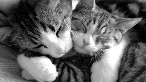 Cant hug every cat